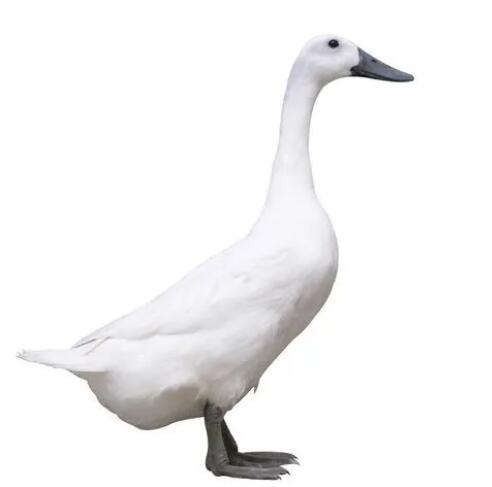 连城白鸭（约1.5kg）